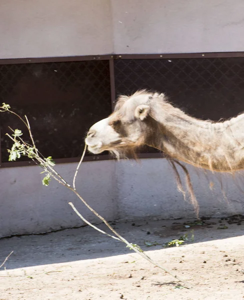 deve, hayvan, çöl, paketi, kambur, balya, kum, damadı, içki, tükürük, iki kambur