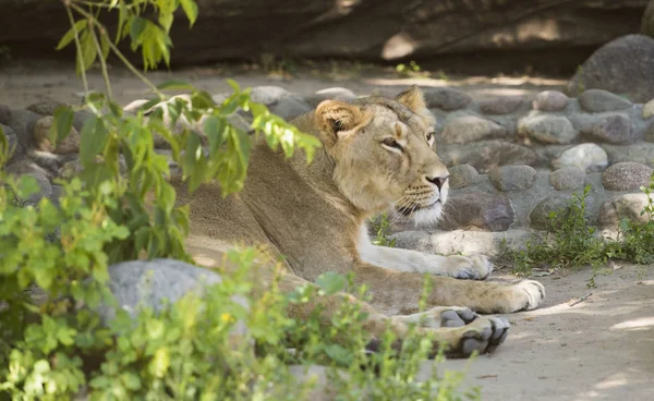 León Rey Las Bestias Depredador Peligroso Bestia Animales Colmillos Lana — Foto de Stock