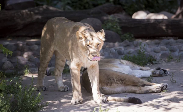Leão Rei Dos Animais Predador Perigoso Animal Animais Presas — Fotografia de Stock