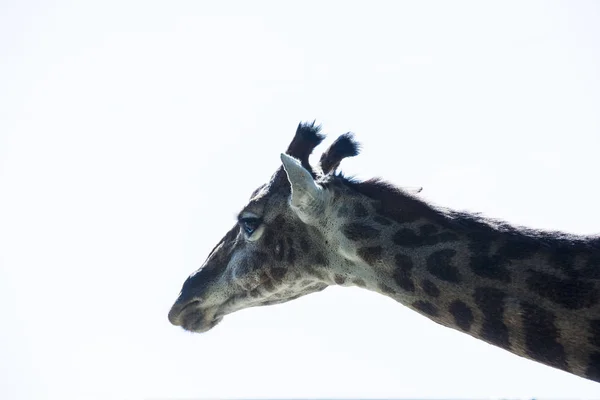 zürafa, hayvanlar, Afrika, yaban hayatı, nallar, uzun boylu, uzun boyun