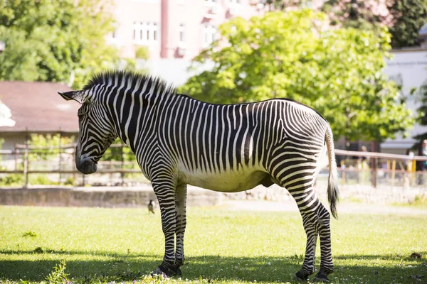 Zebra, vahşi hayvanlar, Doğa, memeliler, çizgili, siyah, beyaz, toynak, yele.