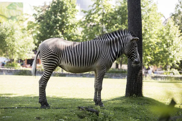 Zebra, vahşi hayvanlar, Doğa, memeliler, çizgili, siyah, beyaz, toynak, yele.