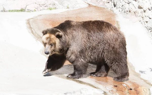 Doğa, hayvan, ayı, kahverengi, beyaz, tehlikeli, vahşi hayvanlar, yırtıcı hayvan