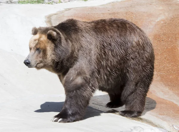Doğa, hayvan, ayı, kahverengi, beyaz, tehlikeli, vahşi hayvanlar, yırtıcı hayvan
