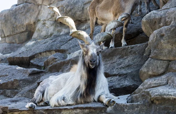 goat, wild animals. nature, mountain goats, sheep, horns, hooves, wild animals. nature, mountain goats, sheep, horns, hooves, wool