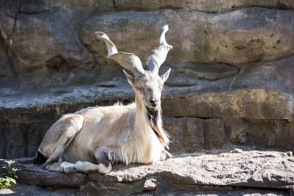 keçi, vahşi hayvanlar. Doğa, dağ keçileri, koyun, boynuzları, nallar, vahşi hayvanlar. Doğa, dağ keçileri, koyun, boynuzları, nallar, yün