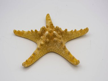 denizyıldızı, deniz, mercan, balık, su, hatıra, deniz hayvanı, nesne arka plan,