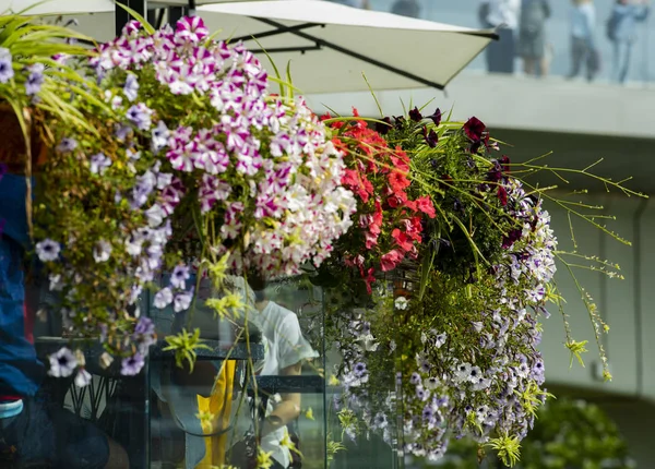 mimari, şehirler, çiçekler, doğa, yeşil, parlak, yaz, doğa, manzara, iç, tasarım