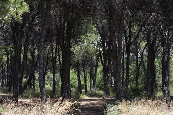 mimari, şehirler, çiçekler, doğa, yeşil, parlak, yaz, doğa, manzara, iç, tasarım