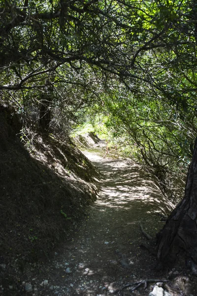 Park, çiçekler, Hollanda, laleler, güzel, çiçekli, kırmızı, sarı