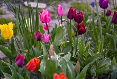 Park, çiçekler, Hollanda, laleler, güzel, çiçekli, kırmızı, sarı