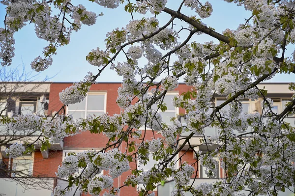 Park, çiçekler, Hollanda, laleler, güzel, çiçekli, kırmızı, sarı