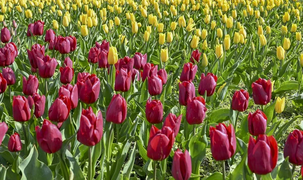 Park, flowers, Holland, tulips, beautiful, flowering, red, yellow