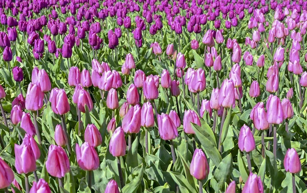 Parque Flores Holanda Tulipas Bonito Floração Vermelho Amarelo — Fotografia de Stock