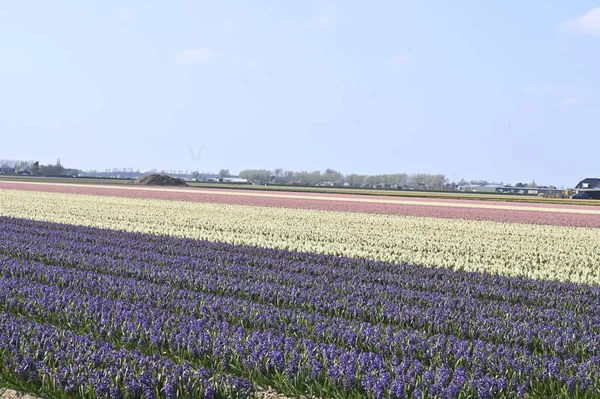 Park, çiçekler, Hollanda, laleler, güzel, çiçekli, kırmızı, sarı
