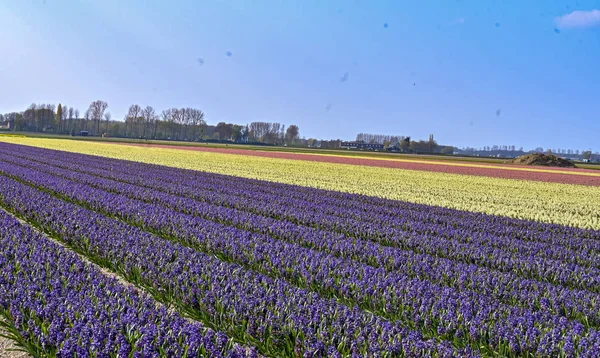Park, çiçekler, Hollanda, laleler, güzel, çiçekli, kırmızı, sarı
