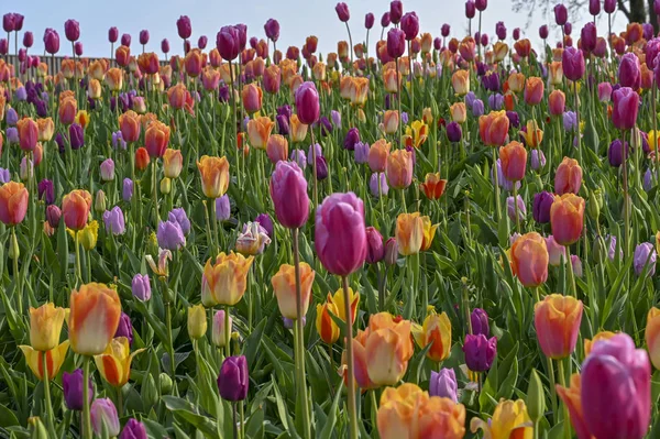 Park, flowers, Holland, tulips, beautiful, flowering, red, yellow