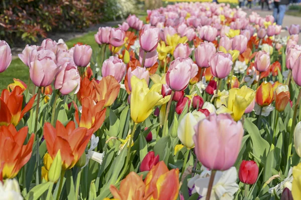 Park, çiçekler, Hollanda, laleler, güzel, çiçekli, kırmızı, sarı