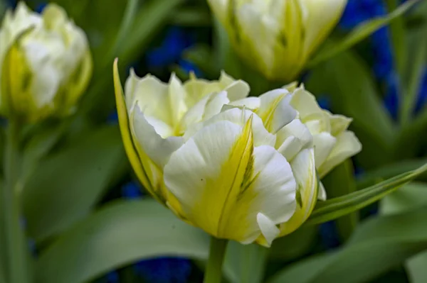 Park, çiçekler, Hollanda, laleler, güzel, çiçekli, kırmızı, sarı