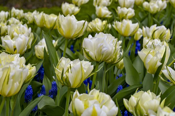 Park Kwiaty Holandia Tulipany Piękny Kwitnienia Czerwony Żółty — Zdjęcie stockowe