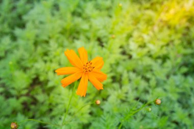  yeşil arkaplanda çiçekler