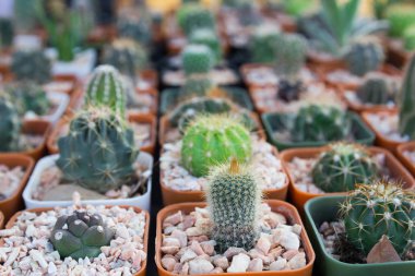 Tatlı küçük kaktüs bitki saksı içinde.