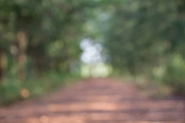 Passerella Sentiero Con Alberi Verdi Nella Foresta Bellissimo Vicolo — Foto Stock