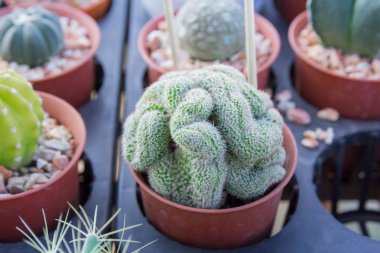 Kaktüs dikti kap - renk efekti