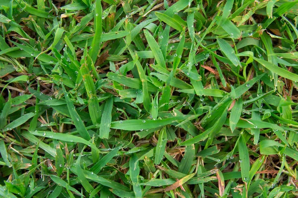 Tautropfen Auf Dem Grünen Gras Natürlicher Hintergrund — Stockfoto