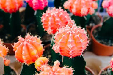 tatlı küçük kaktüs bitki çiçek pots.plant kreş 