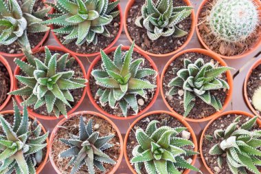 tatlı küçük kaktüs bitki çiçek pots.plant kreş 