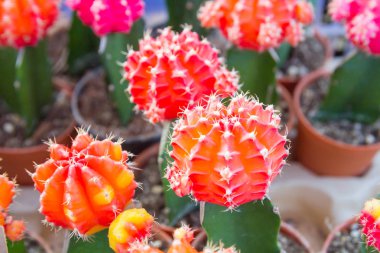 Çiçek saksılarındaki küçük kaktüsleri kapatın.