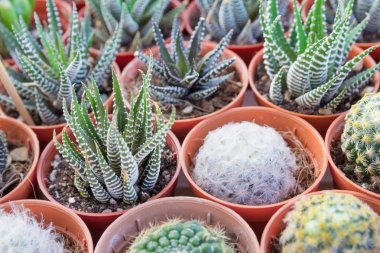 Çiçek saksılarındaki küçük kaktüsleri kapatın.