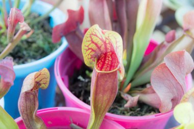 tropikal atıcı bitki fazla çiçek bardak ile