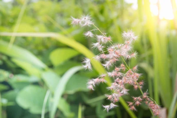 Flower Grass Morning Summer Misty Time — Stock Photo, Image