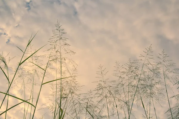 Flowering Grass Background Sky — Stock Photo, Image