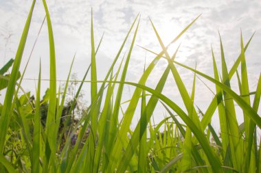 Parlak güneş ışığı ile yeşil çayır yakın çekim. Güneşli bahar Background.grass