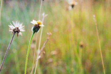 sabah çimen çiçek puslu yaz saati