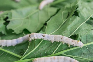 Yeşil dut yaprağı üzerinde ipek solucan