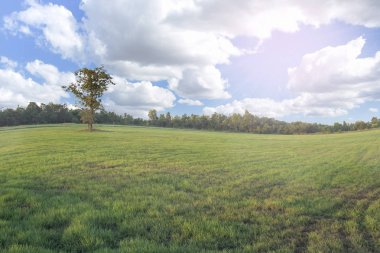 Güzel çayır ve ağaç - renk efekti