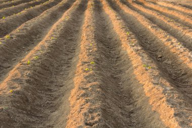 Toprak ekimi, tarım ayrıntıları için sürülmüş.