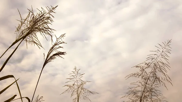 Flower Grass Silhouette Sky Clouds Sun — Stock Photo, Image