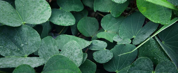 Tautropfen Auf Grünem Blätterhintergrund Nahaufnahme — Stockfoto