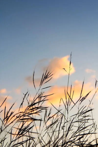 Flower Grass Silhouette Sky Clouds Sun — Stock Photo, Image