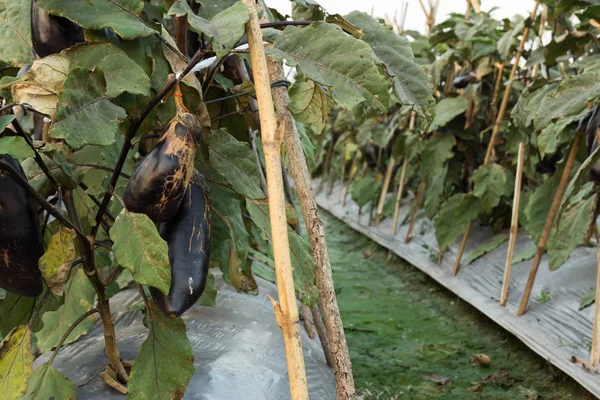 Eggplant grown for seed storage. plant nursery