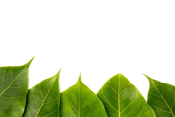 Bodhi Blätter Auf Einem Überweißen Hintergrund — Stockfoto