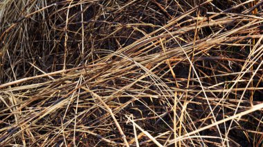 Arka plan ve doku alanını yanmış çimen.