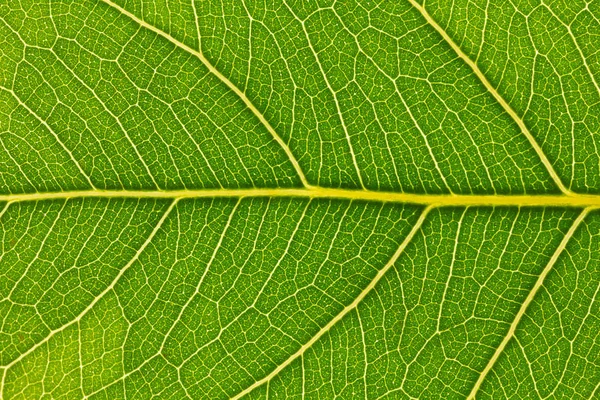 Konsistens Ett Grönt Löv Som Bakgrund Närbild — Stockfoto