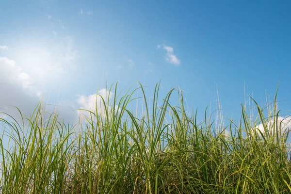 Green Grass Blue Sky Sunny Spring Background — Stock Photo, Image