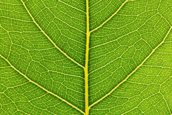 Textura Una Hoja Verde Como Fondo Cerca —  Fotos de Stock